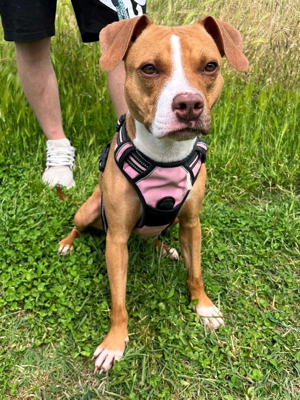 Andromaca Dolce Mammina Pit